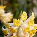 Edgeworthia chrysantha 'Grandiflora'